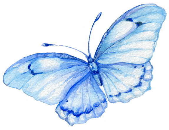 butterfly