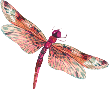 dragon fly